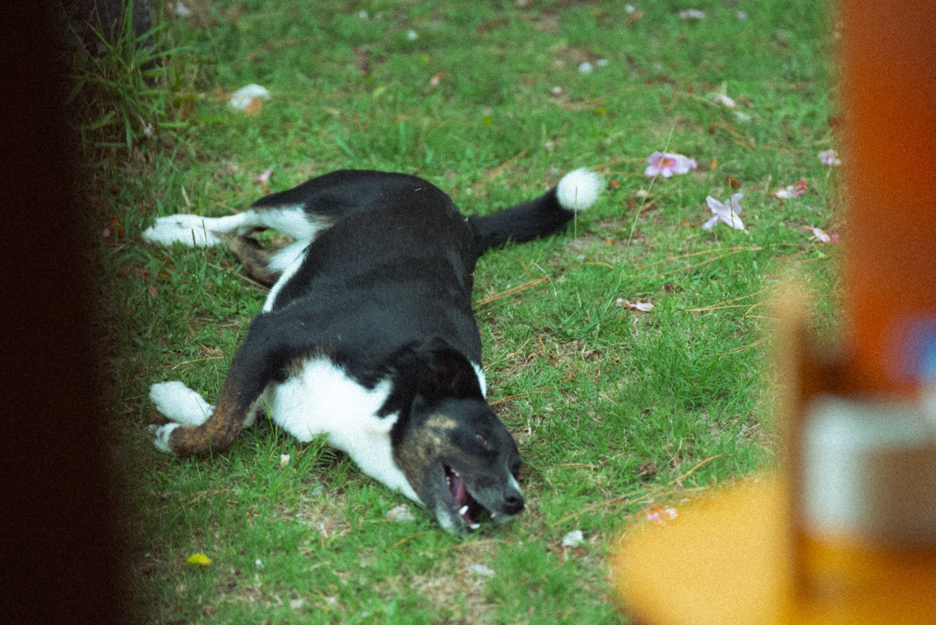 Cachorro deitado no jardim