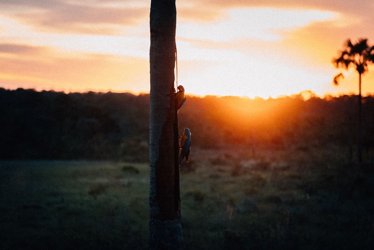 Araras na palmeira contra o pôr do sol