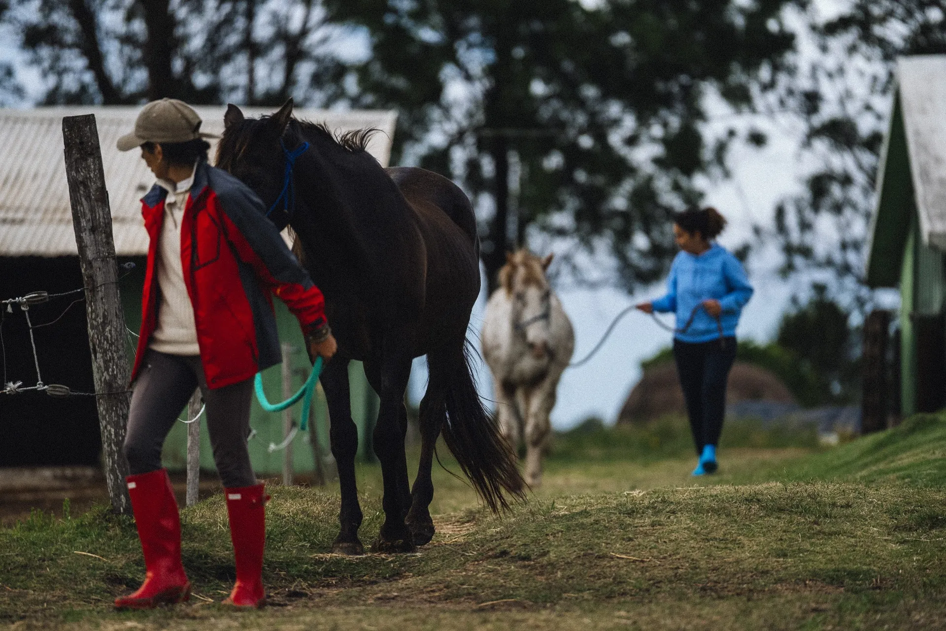 Conduzindo os cavalos ao fim da tarde