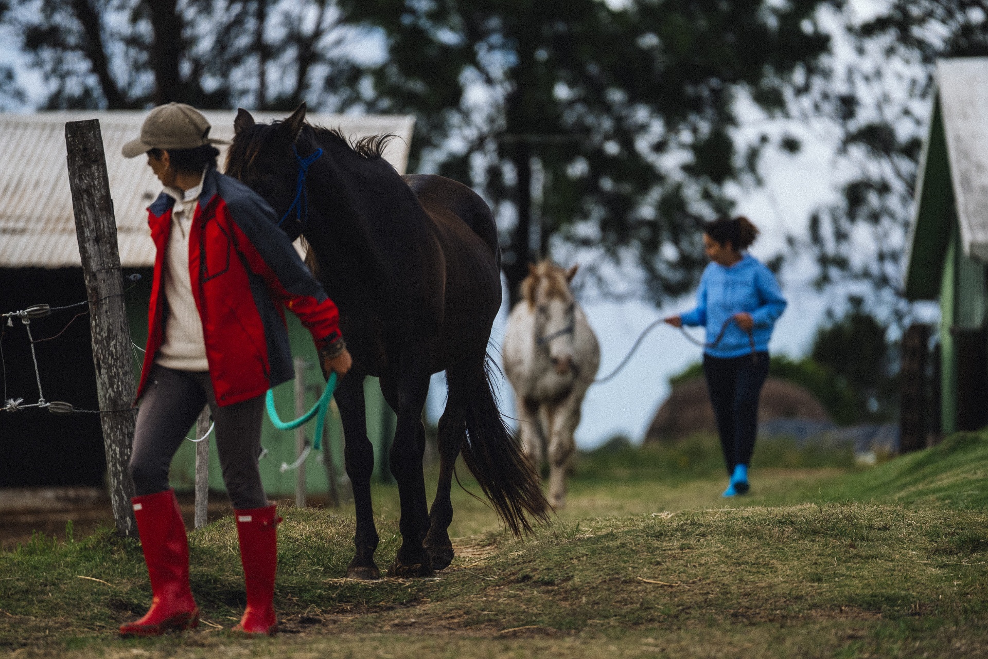 Conduzindo os cavalos ao fim da tarde