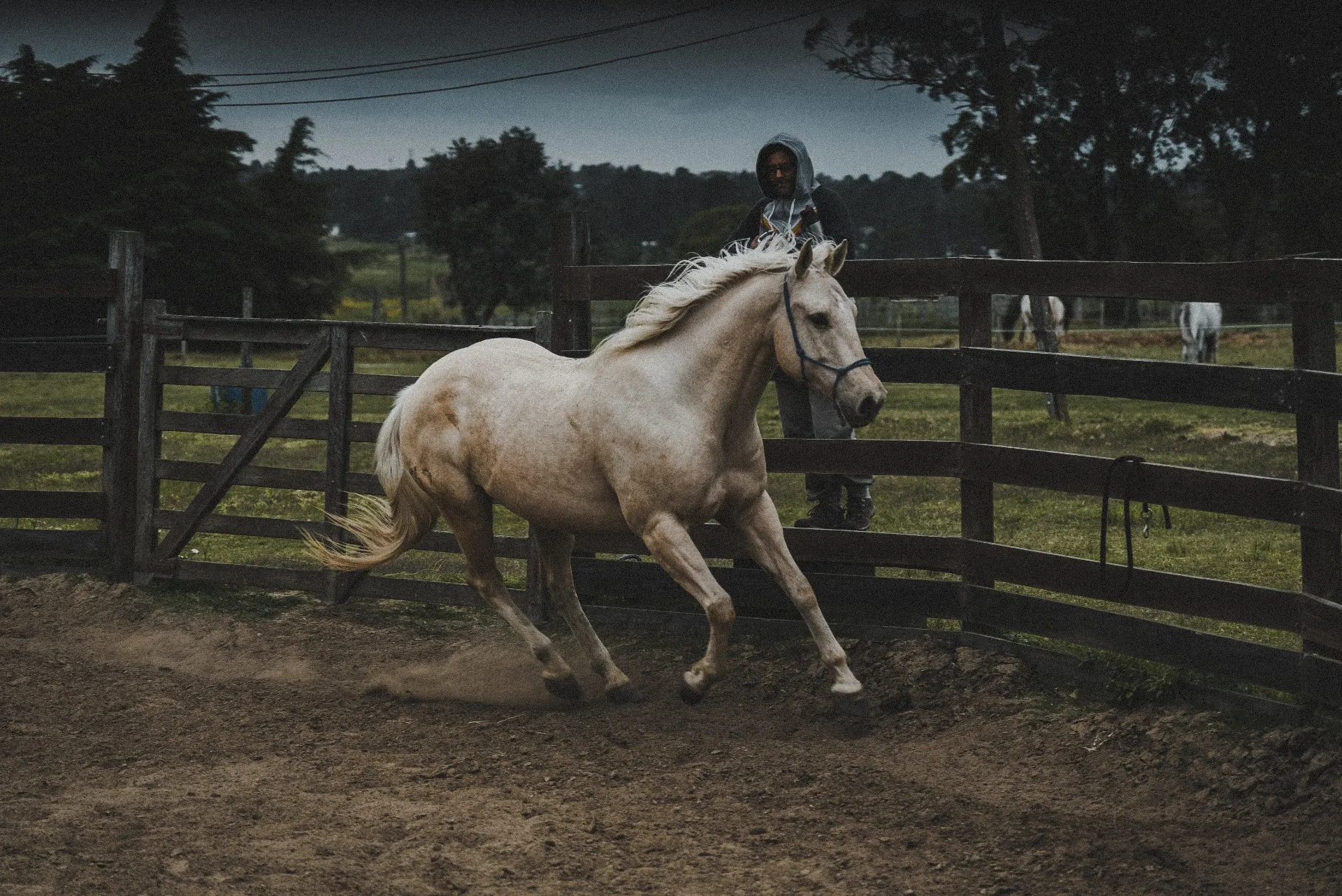 Crioulo palomino a galope no piquete