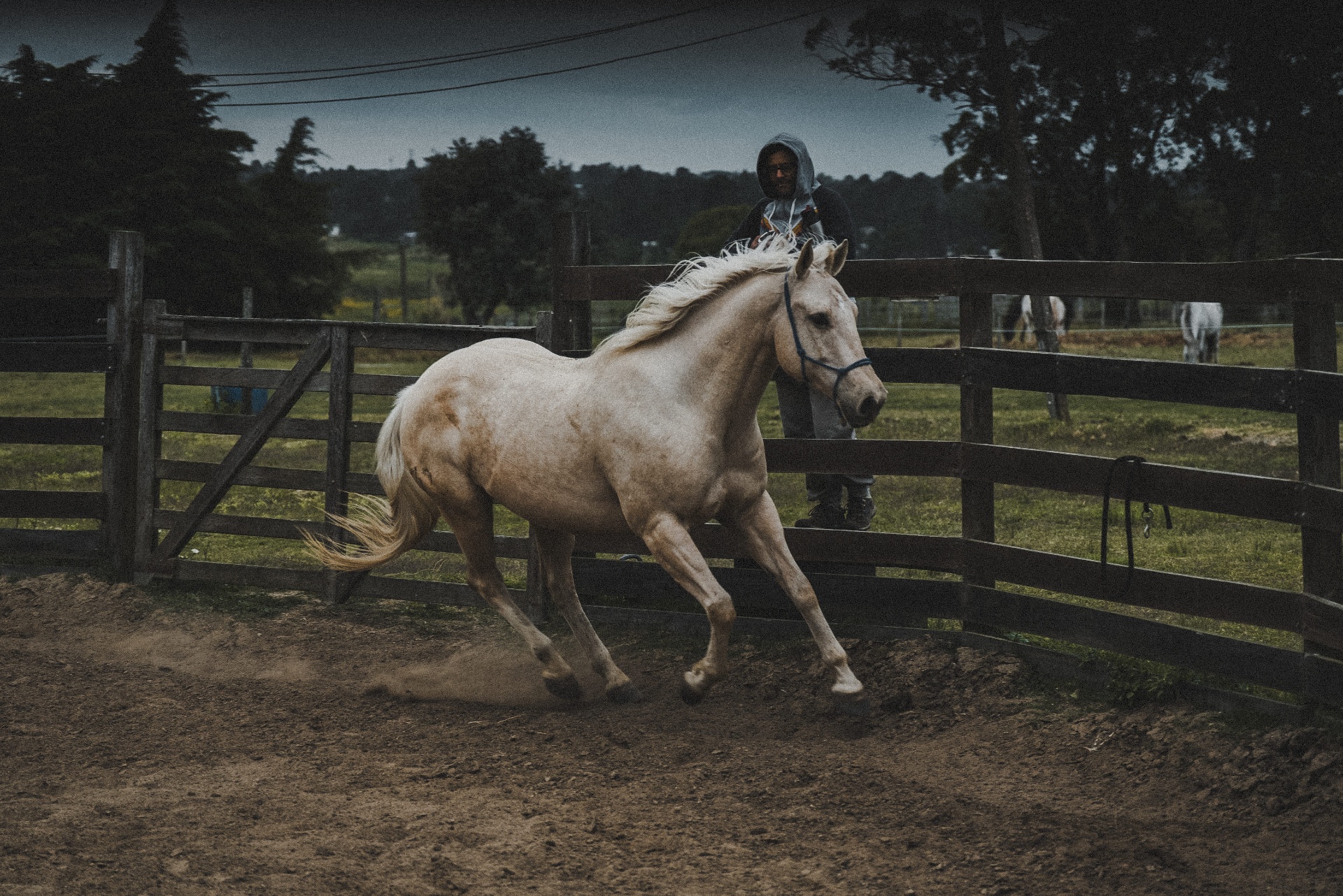 Crioulo palomino a galope no piquete