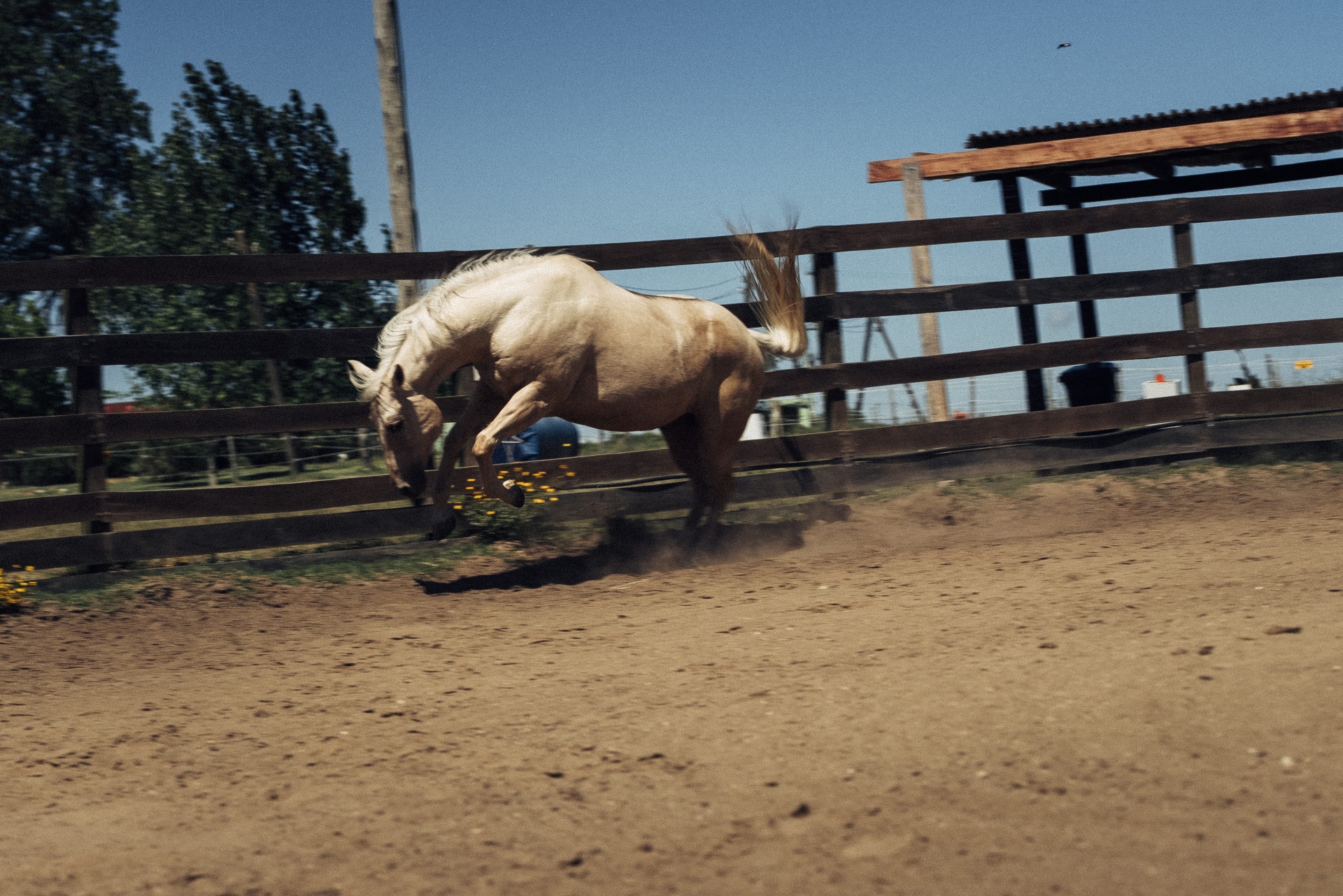 Palomino empinando no picadeiro