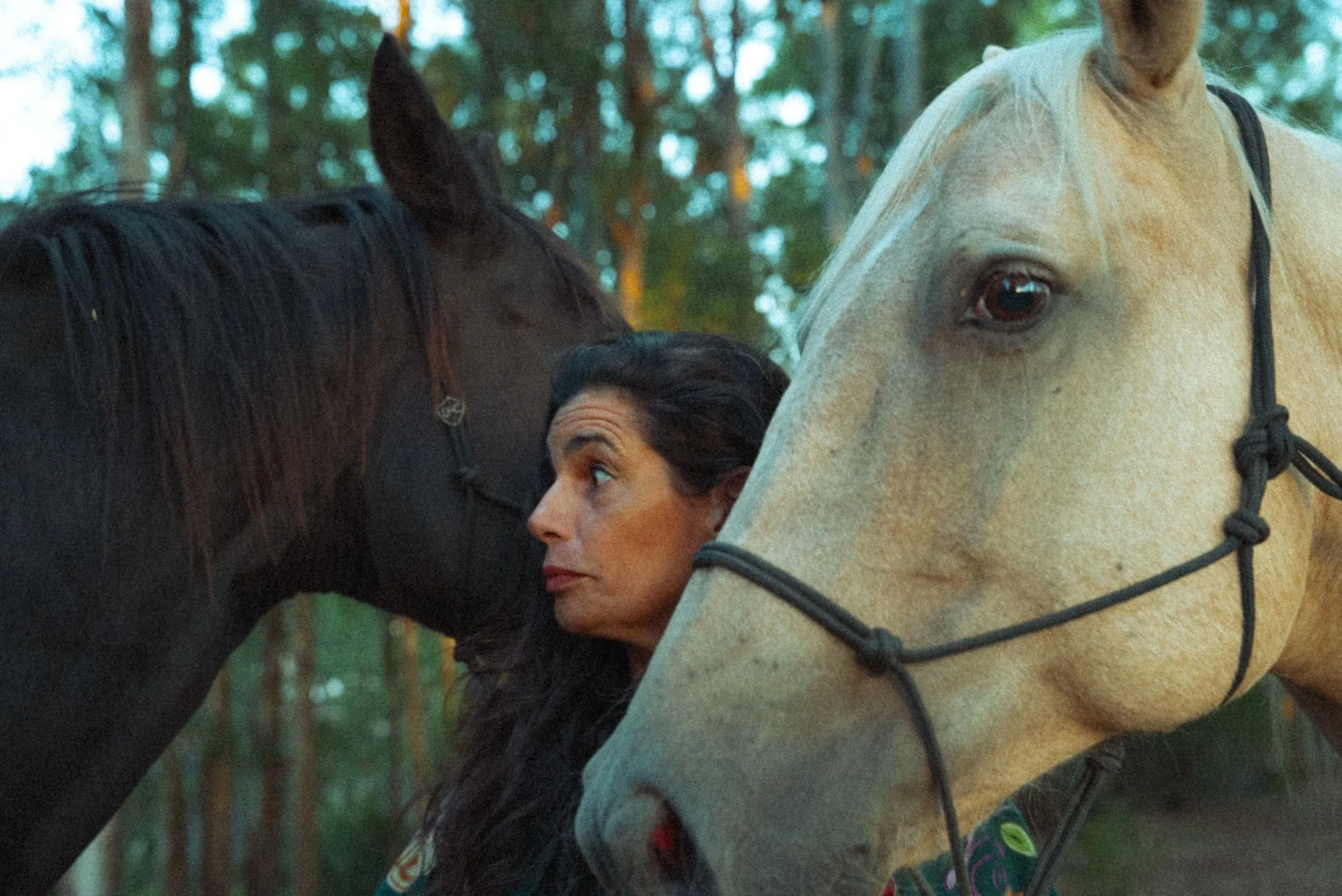 Entre dois cavalos — instante de afeto