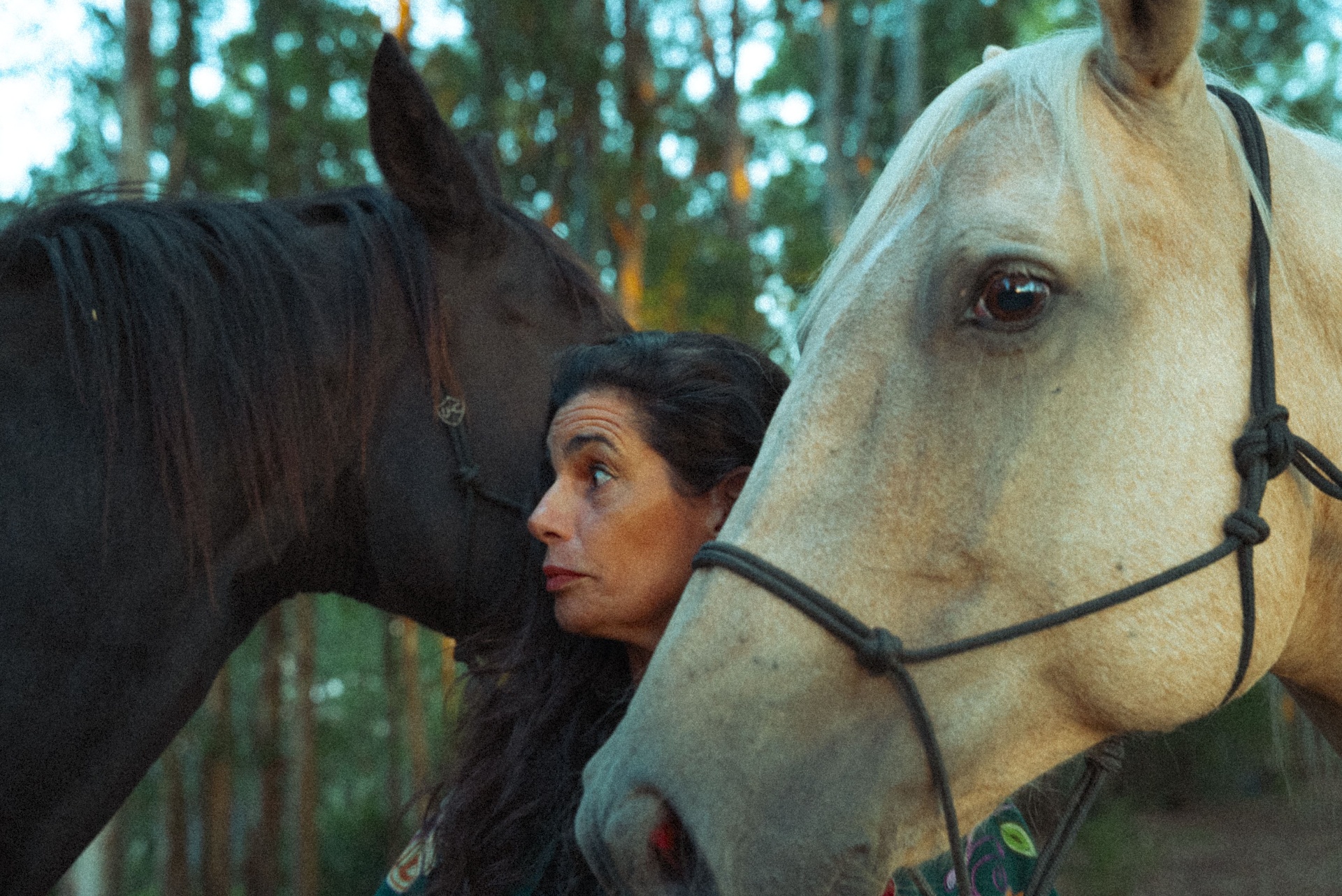 Entre dois cavalos — instante de afeto