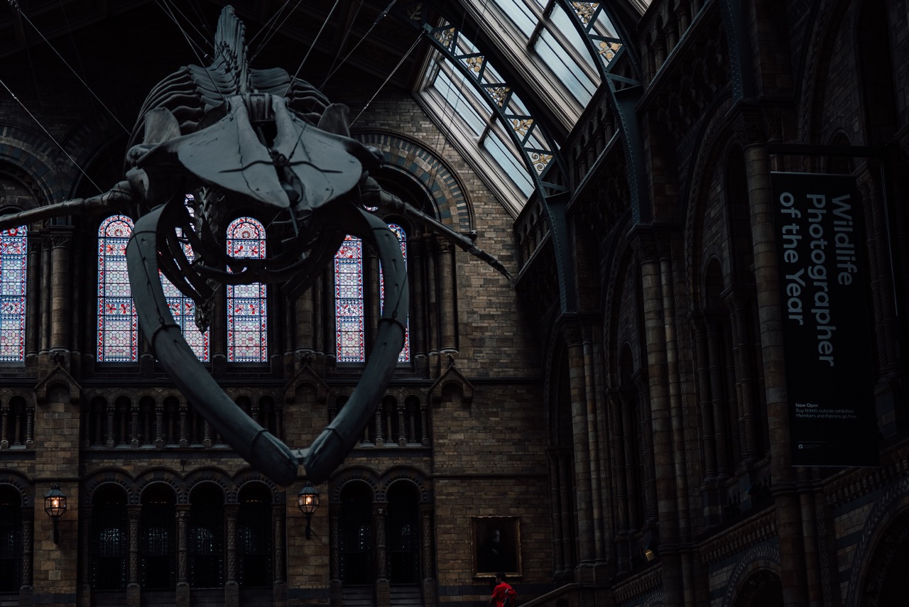 Esqueleto de baleia no Natural History Museum