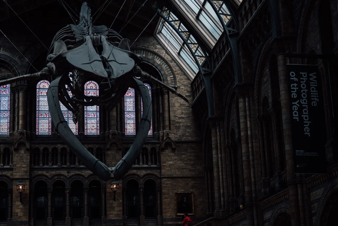 Esqueleto de baleia no Natural History Museum