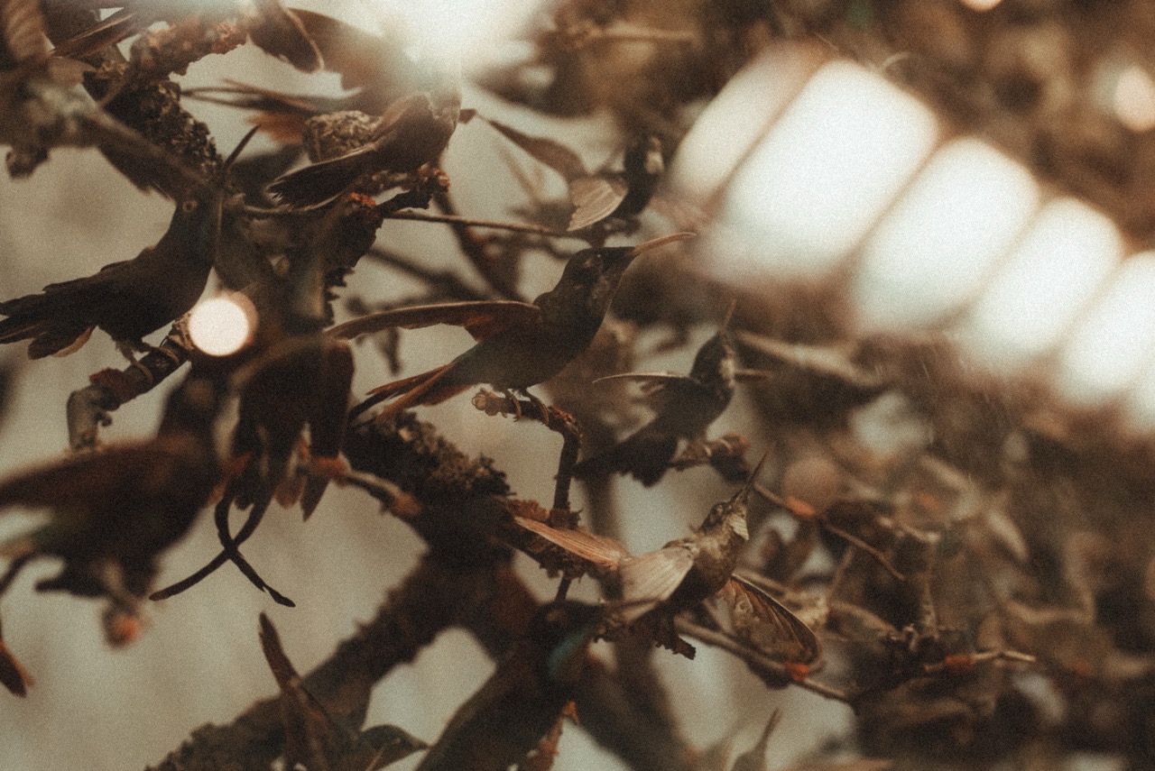 Beija-flores em galhos contra a luz