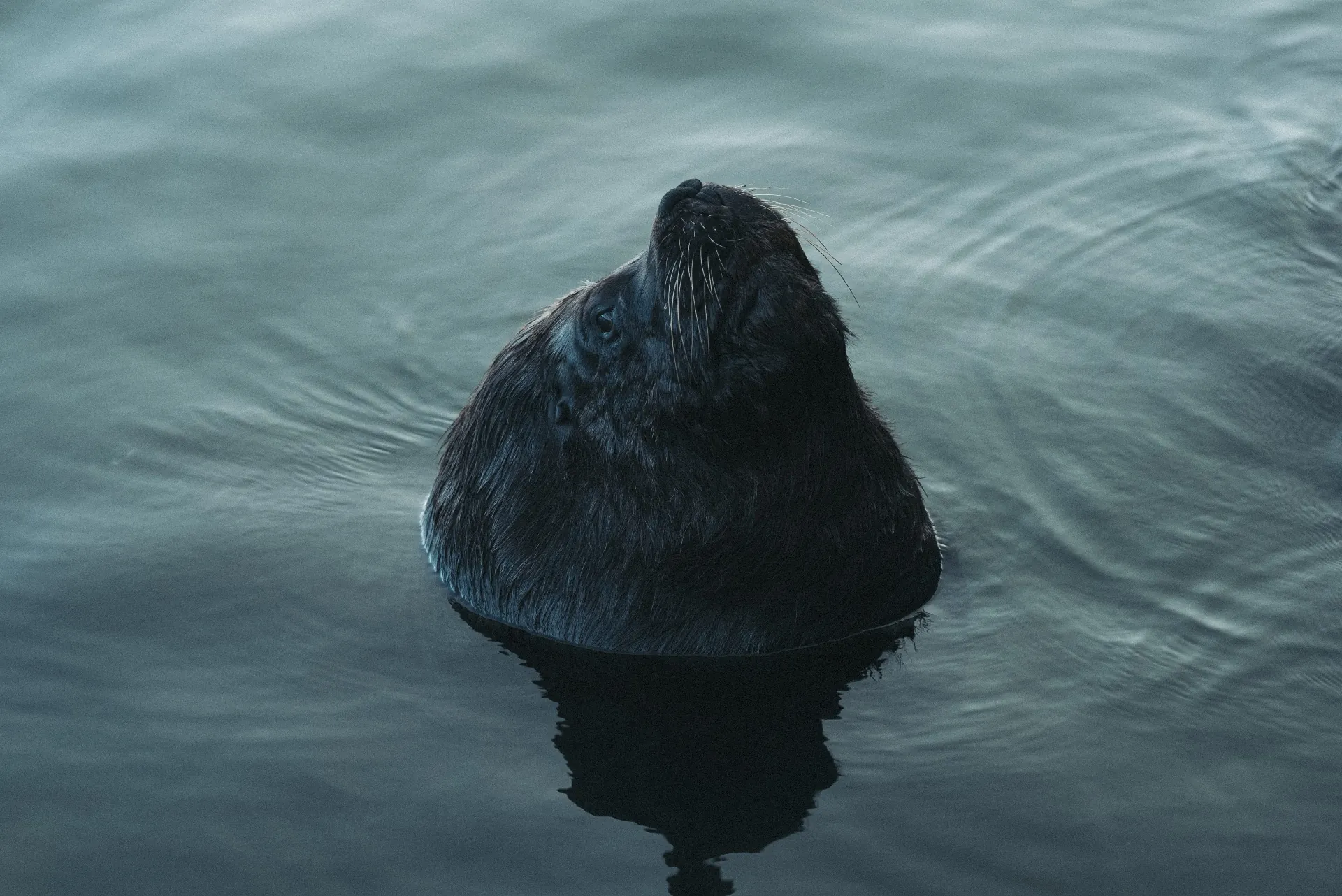 Lobo-marinho com reflexo na superfície calma