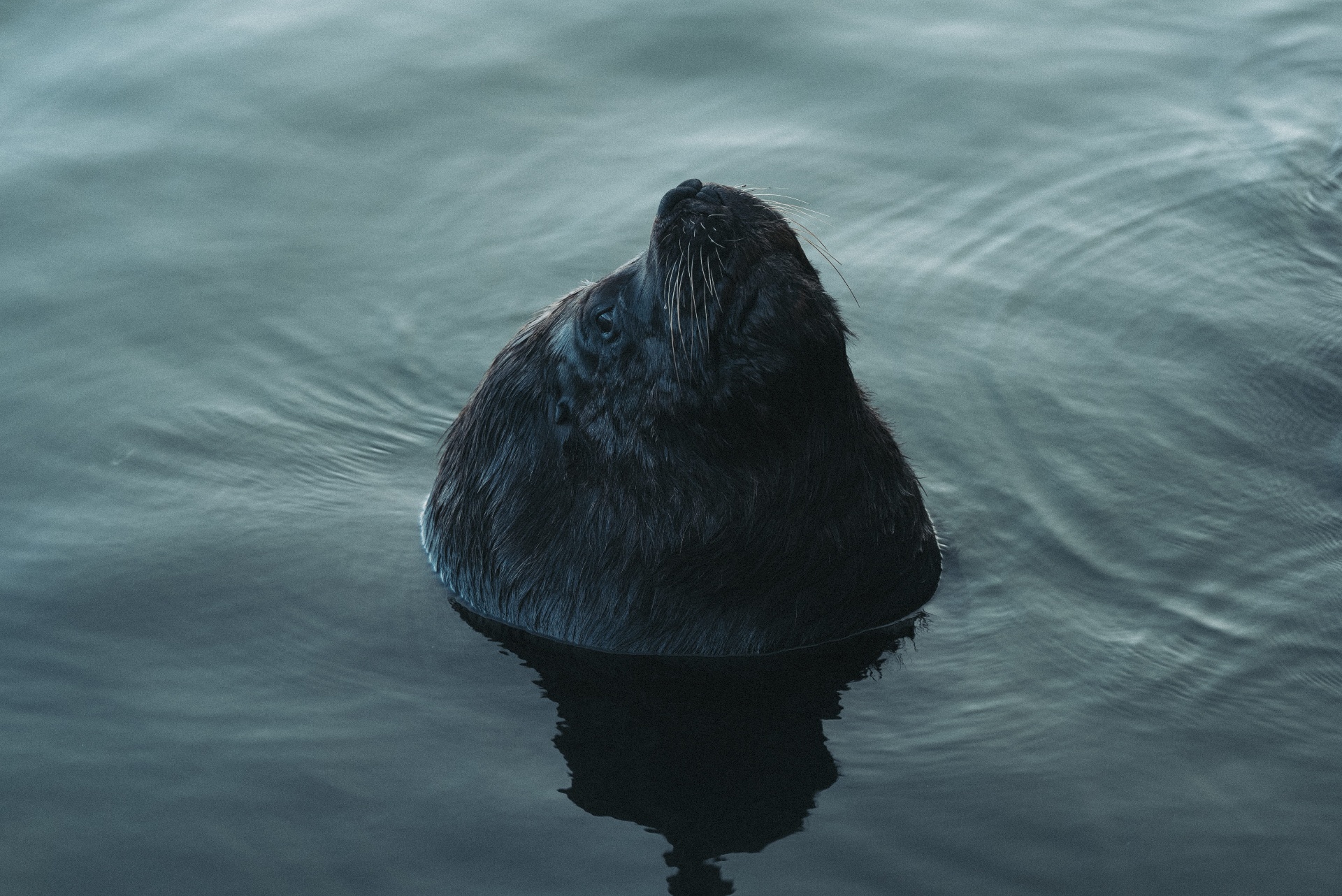 Lobo-marinho com reflexo na superfície calma