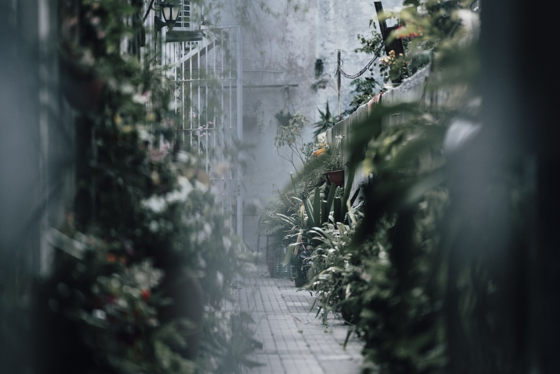 Passagem com plantas e atmosfera silenciosa