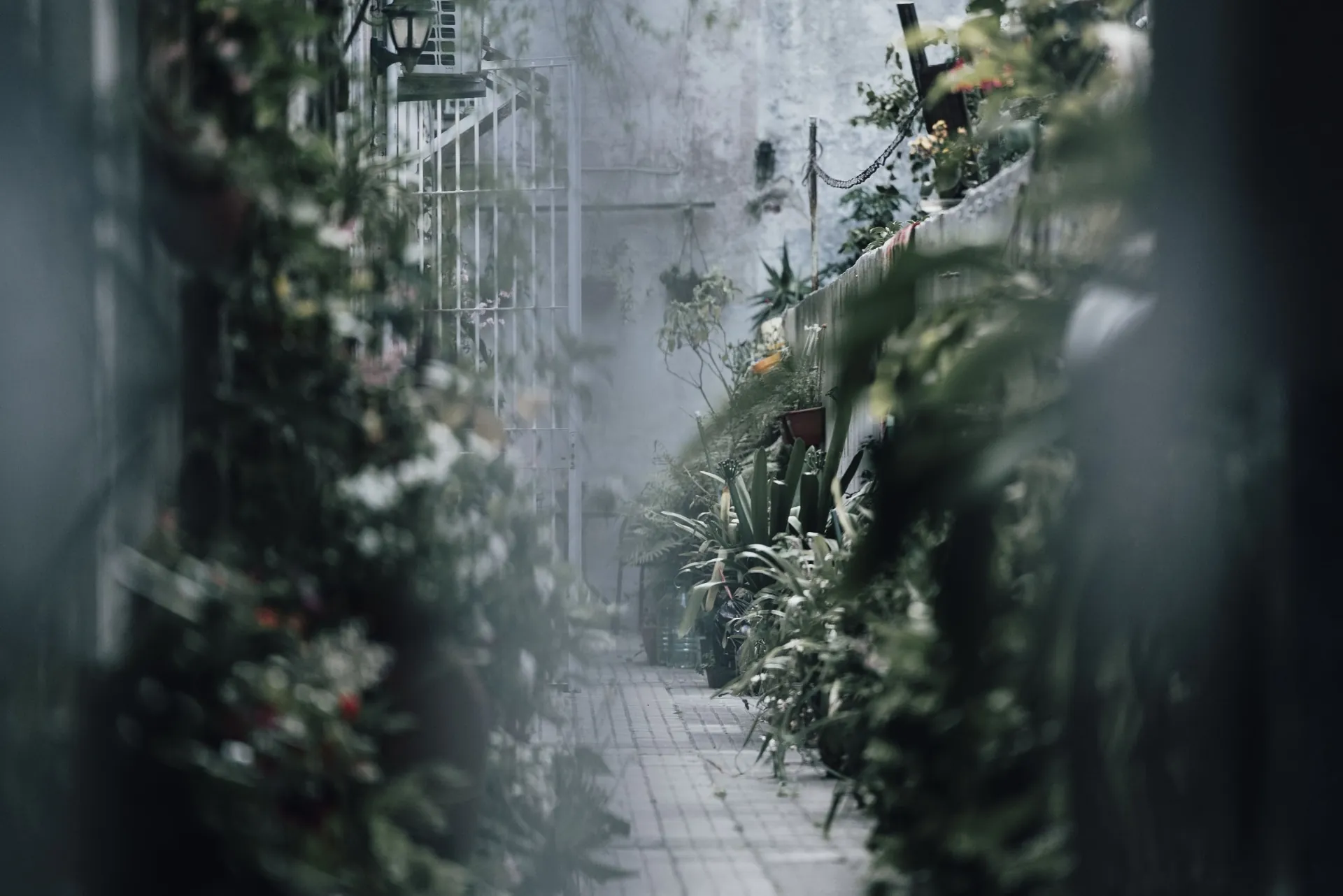 Passagem com plantas e atmosfera silenciosa